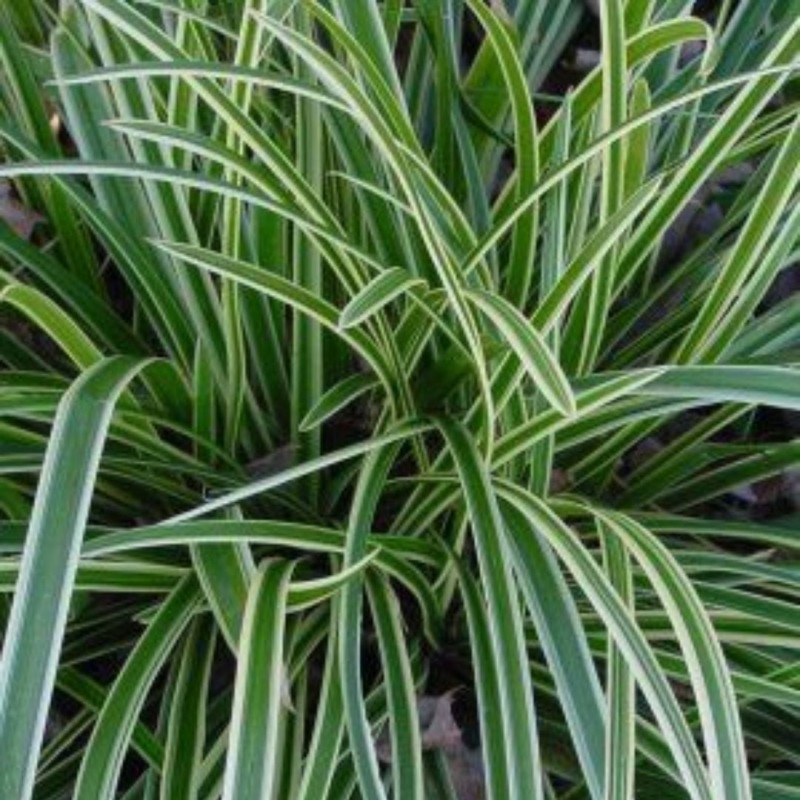 vaste-tuin-planten-carex-morrowii-ice-dance-1.1.1.1.jpg