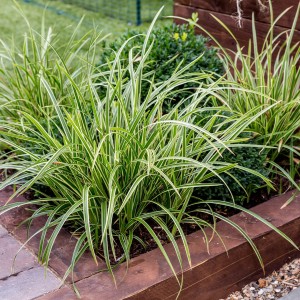 Carex_morrowii_Ice_Dance_0014956__26686.jpg