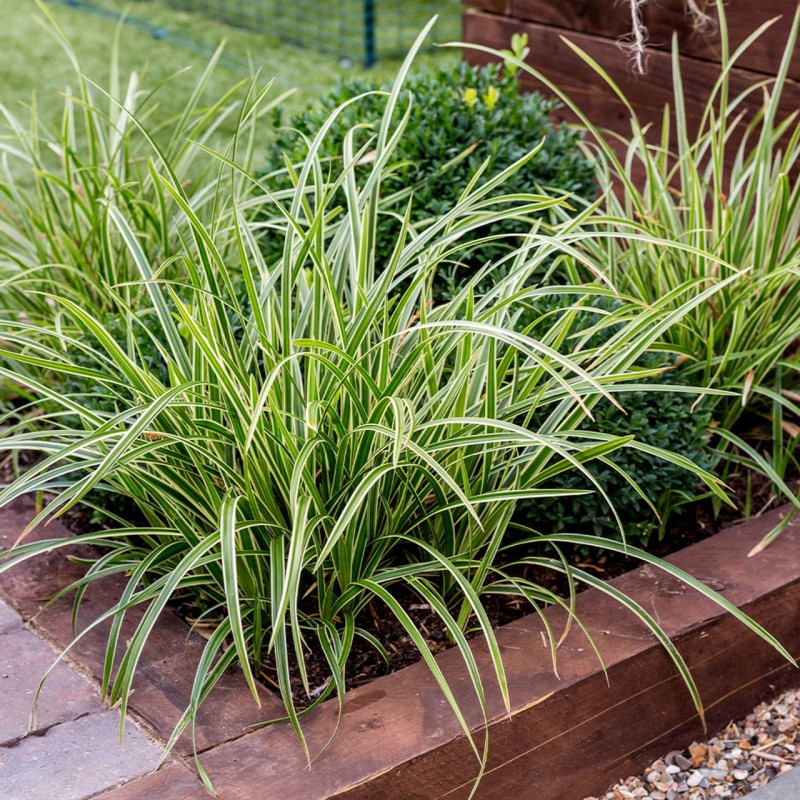 Carex_morrowii_Ice_Dance_0014956__26686.jpg