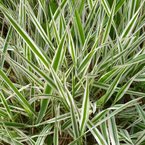 Carex-morrowii-‘Ice-Dance-–-Ice-Dance-sedge.png