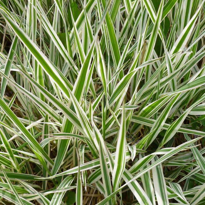 Carex-morrowii-‘Ice-Dance-–-Ice-Dance-sedge.png