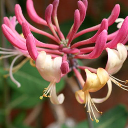 lonicera-japonica-purpurea-14768-p(1).jpg