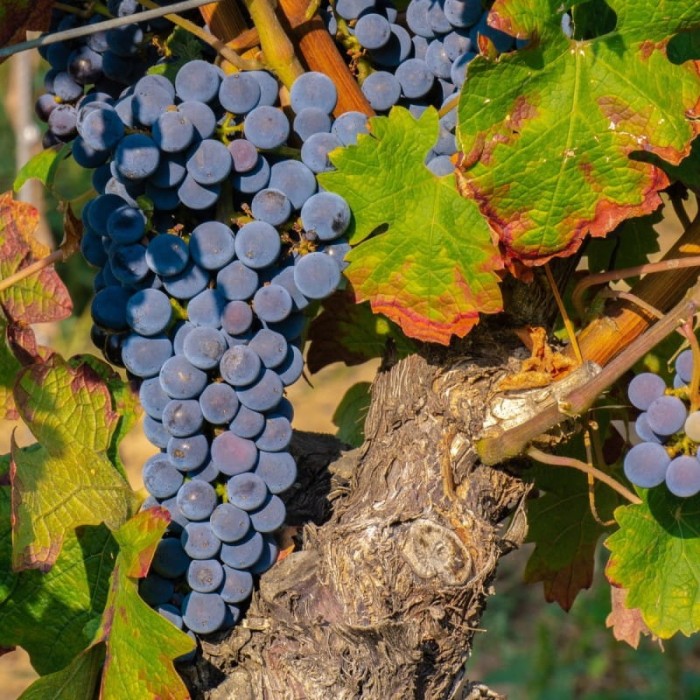 vindrue-regent-40-60-cm-vitis-regent.jpg