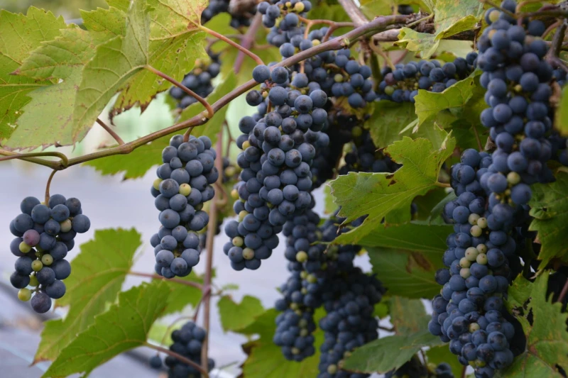 Vitis20Leon20Milot-2048x1366.jpg