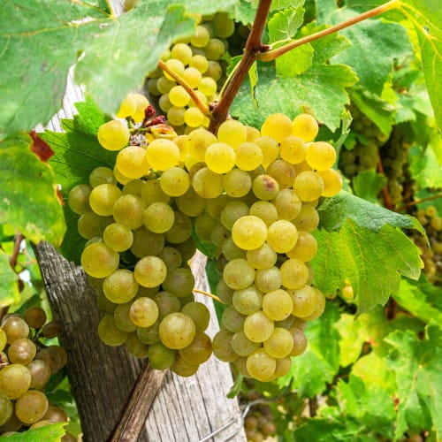 vindrue-solaris-vitis-vinifera-solaris.jpg