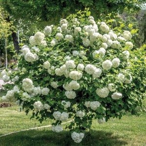 Viburnum-opulus-Roseum-004.jpg
