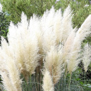 Cortaderia-Selloana-monsteraholic.com-Plant-101.jpeg
