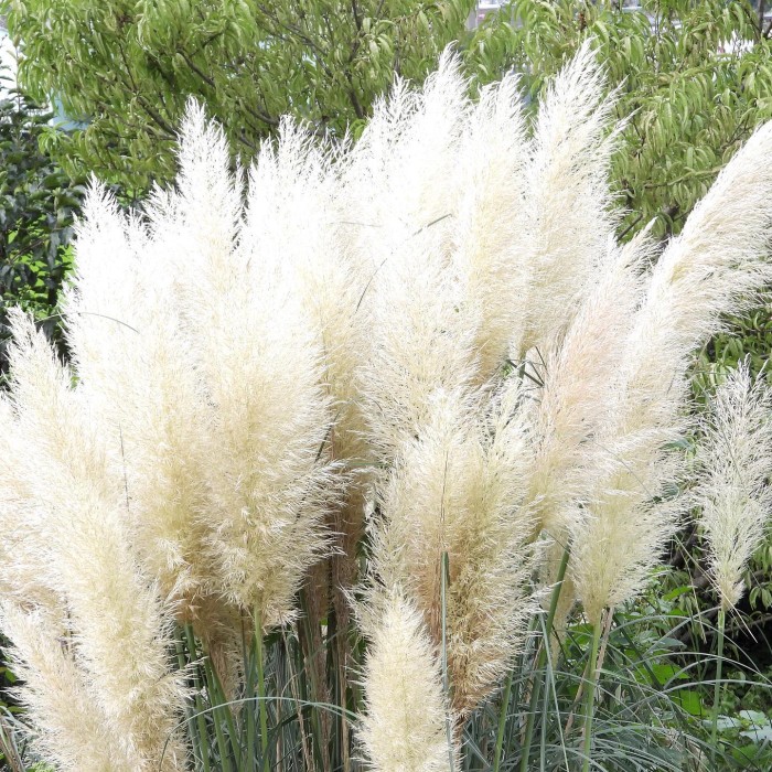 Cortaderia-Selloana-monsteraholic.com-Plant-101.jpeg