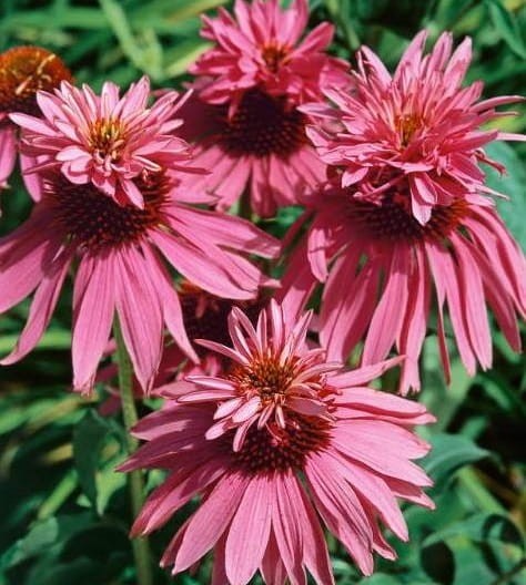echinacea-double-decker.jpeg