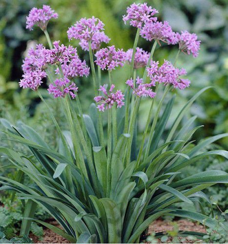 tulbaghia-violacea (1).jpg