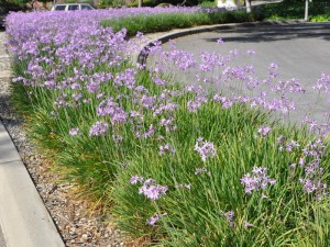 Tulbaghia-violacea.jpg