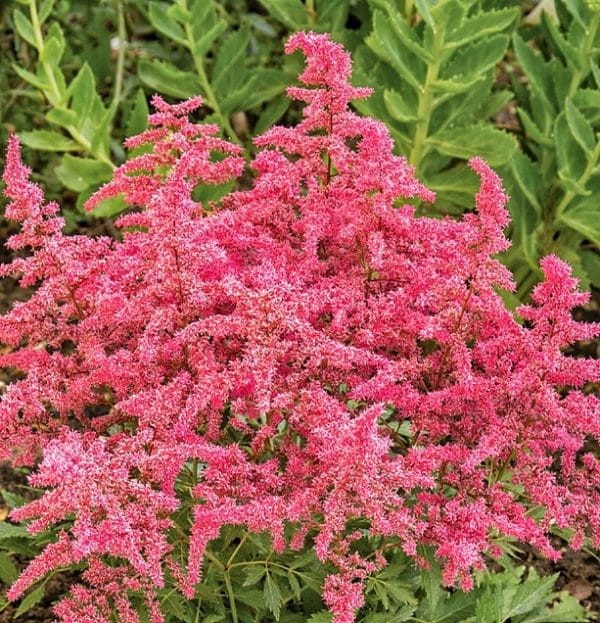Astilbe-x-arendsii-‘Astary-Red-Shades--600x623.jpg