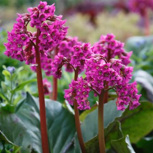 Bergenia_cordifolia_Purpurea_0011302__95416.jpg