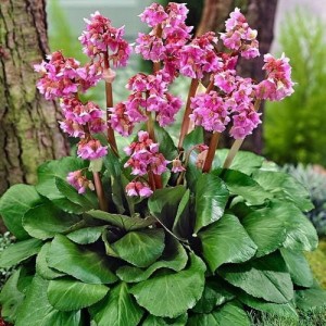 Bergenia-cordifolia.jpg