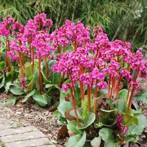 Bergenia-Shoeshine-Rose-03-e1567321290614.jpg