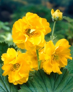Geum_Lady_Stratheden_0004106__17917.jpg