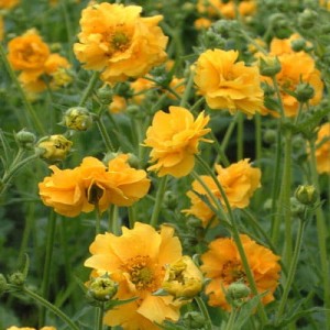 Geum-Lady-Stratheden-2.jpg