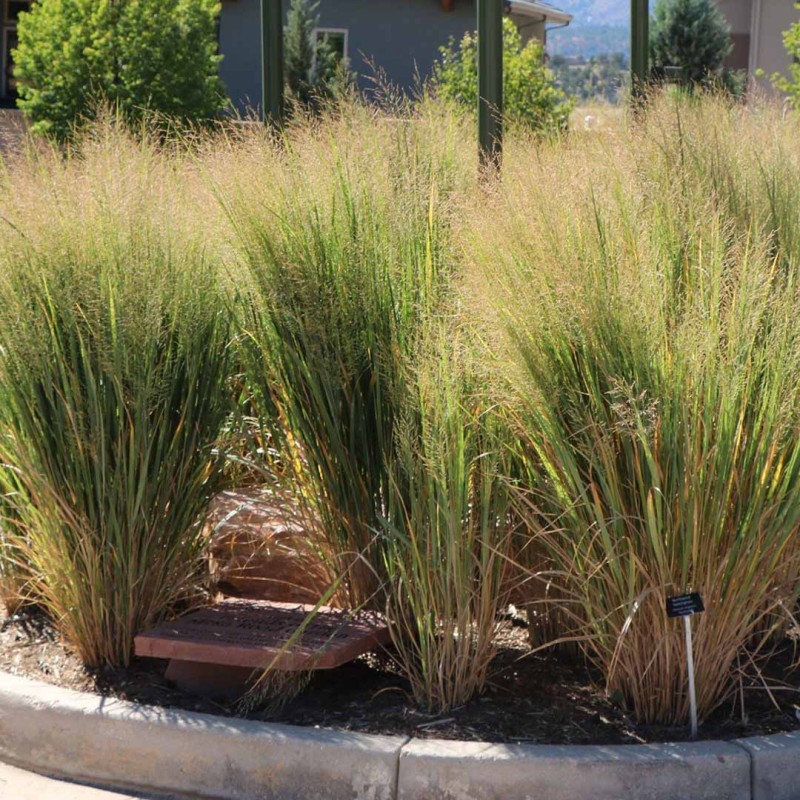 Panicum-virgatum-Northwind-(1).jpg