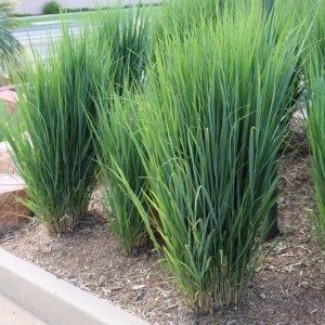 Panicum-virgatum-Northwind-(2).jpg