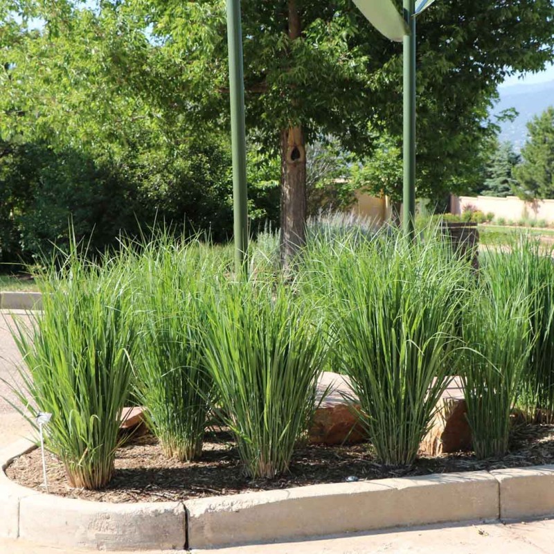 Panicum-virgatum-Northwind-(7).jpg