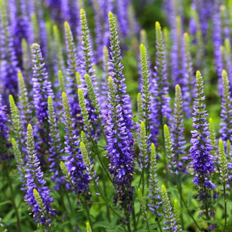 vaste-tuin-planten-veronica-spicata-nana-blauteppich-1-1010x1010.jpg