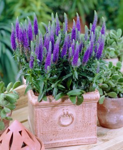 Veronica_spicata_Blue_Charm_0001586__76323.jpg