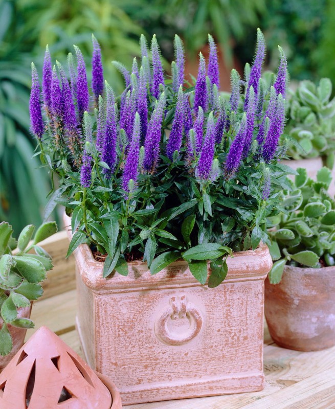 Veronica_spicata_Blue_Charm_0001586__76323.jpg