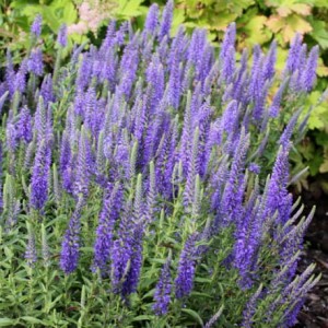 veronica-spicata-nana-blauteppich-1.jpg