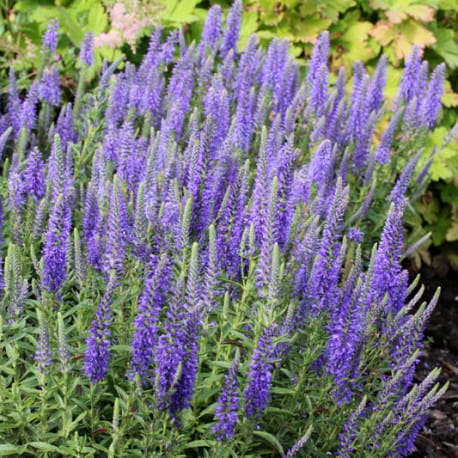 veronica-spicata-nana-blauteppich-1.jpg