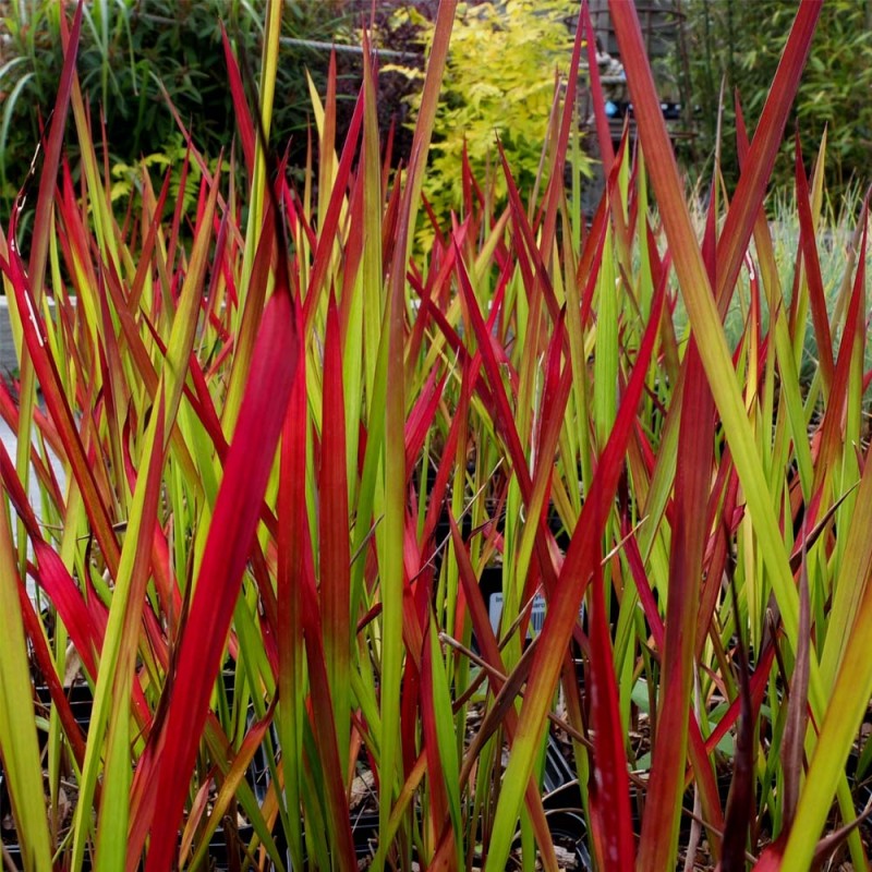 Imperata-Red-Baron.jpg
