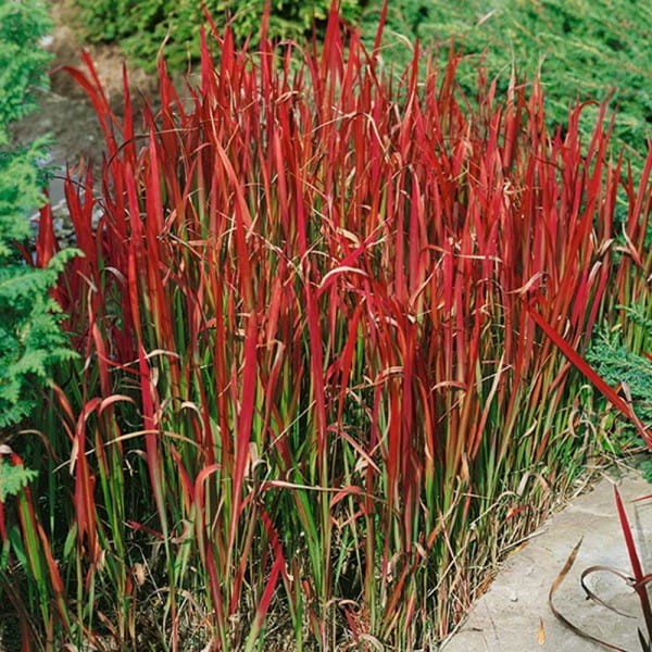 ritinine-imperata-red-baron-.jpg