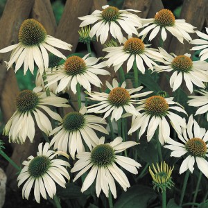 Echinacea_White_Swan_0004145_2__20585.jpg