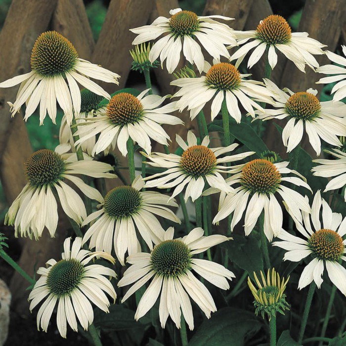 Echinacea_White_Swan_0004145_2__20585.jpg