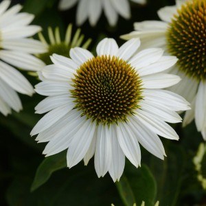 Echinacea_White_Swan_0004145_3__24183.jpg