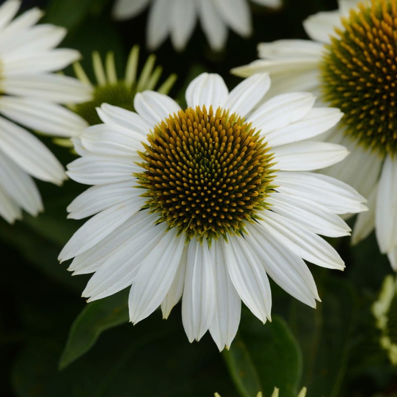 Echinacea_White_Swan_0004145_3__24183.jpg