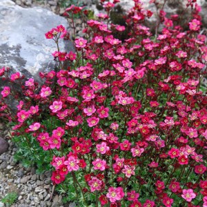 Saxifraga_arendsii_Collection_3_varieties_1020421_4__23172.jpg