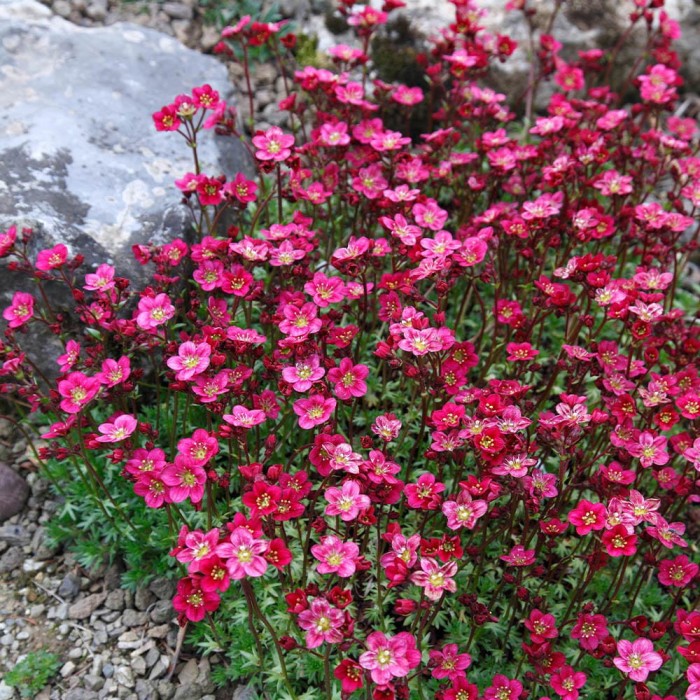 Saxifraga_arendsii_Collection_3_varieties_1020421_4__23172.jpg