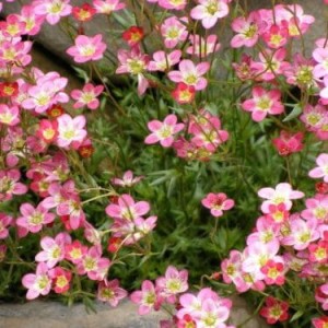 Saxifraga-Floral-Carpet0-e1563249627714.jpg