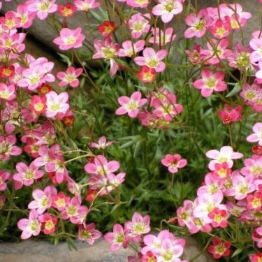 Saxifraga-Floral-Carpet0-e1563249627714.jpg