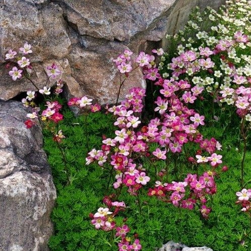 Saxifraga-Floral-Carpet1-e1563249672762.jpg