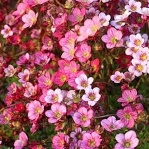 Saxifraga-Floral-Carpet-e1563249586602.jpg