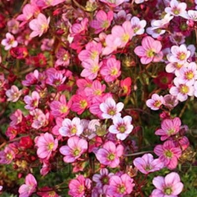 Saxifraga-Floral-Carpet-e1563249586602.jpg