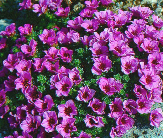 Rockfoil_Purple_Robe_Seeds_Saxifraga_Arendsii__06443.jpg