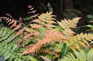 Dryopteris-erythrosora-Artisan-Aquatics.jpg