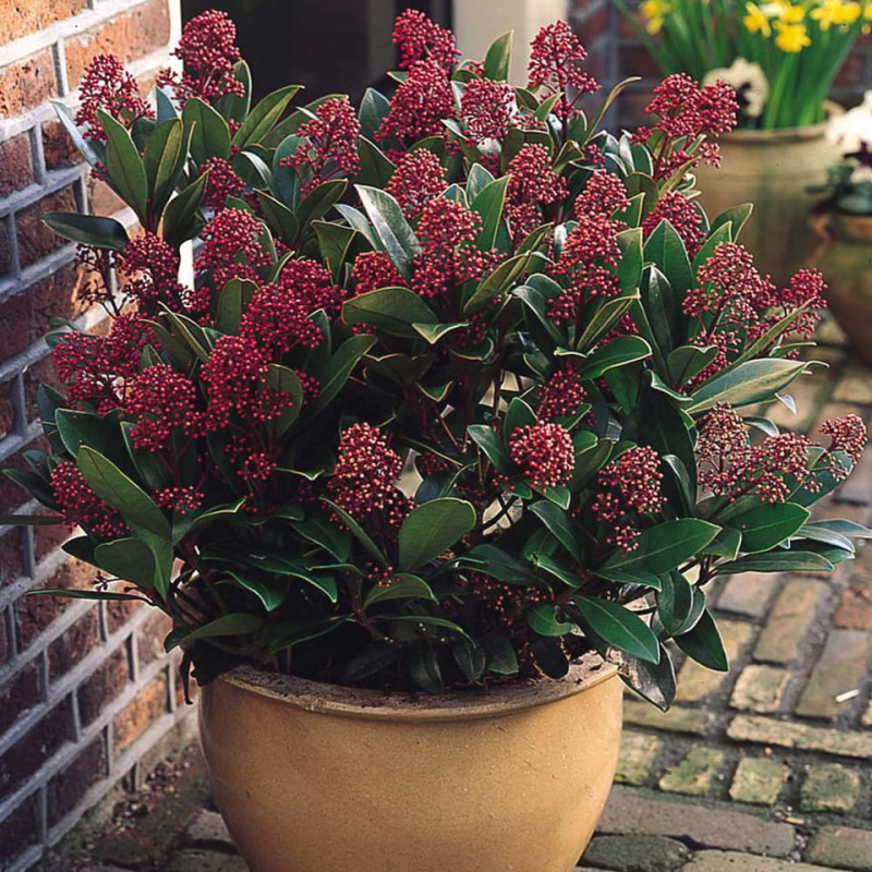 Skimmia_j_Rubella_0013750__40962.jpg