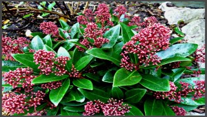 Skimmia-Japonica-Rubella-1.jpg