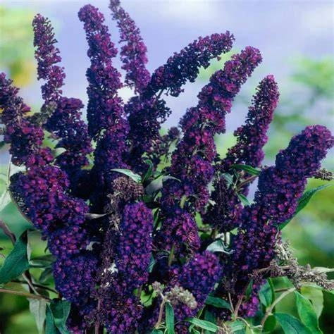f7e75ab64e53a23e02c89ea8c32f.jpg