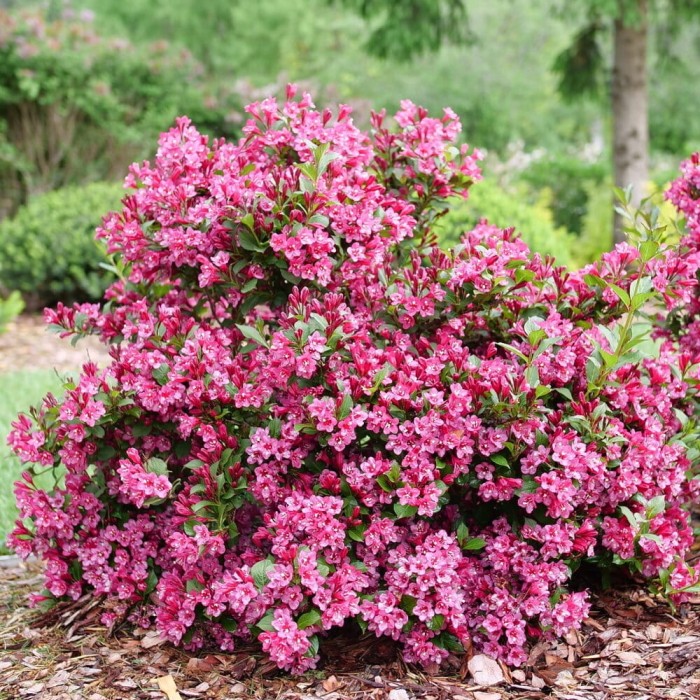 Krzewuszka Victoria RED PRINCE