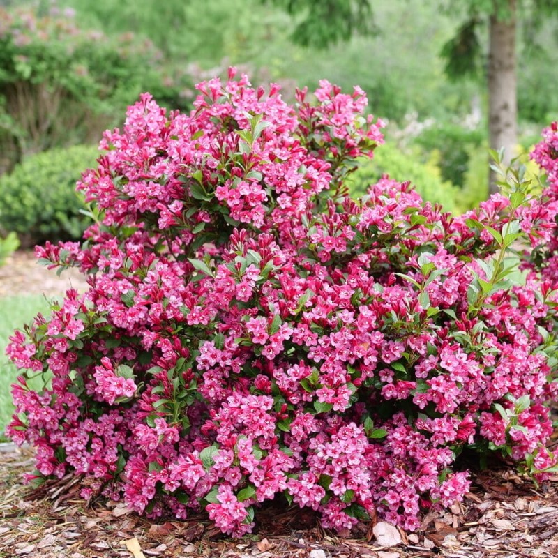 Krzewuszka Victoria RED PRINCE