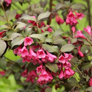 Krzewuszka Victoria RED PRINCE 4